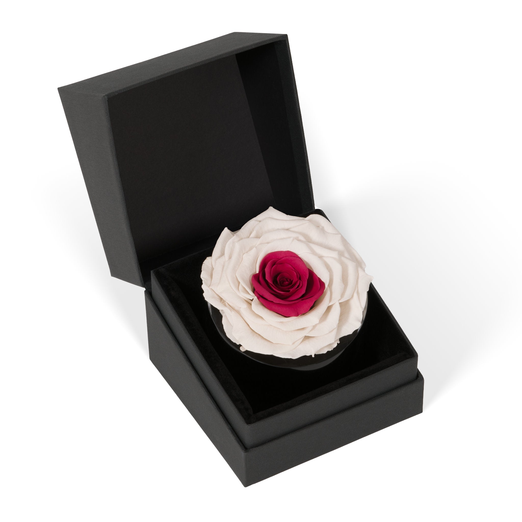 Preserved rose in a black box on a white background