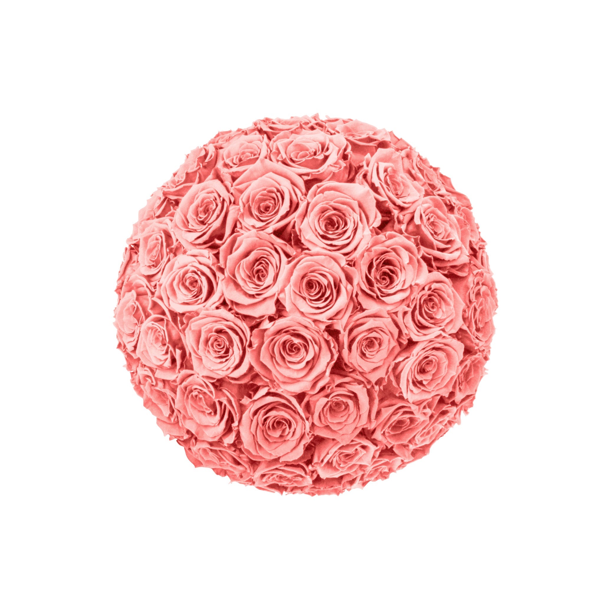 Pink rose ball on a white background