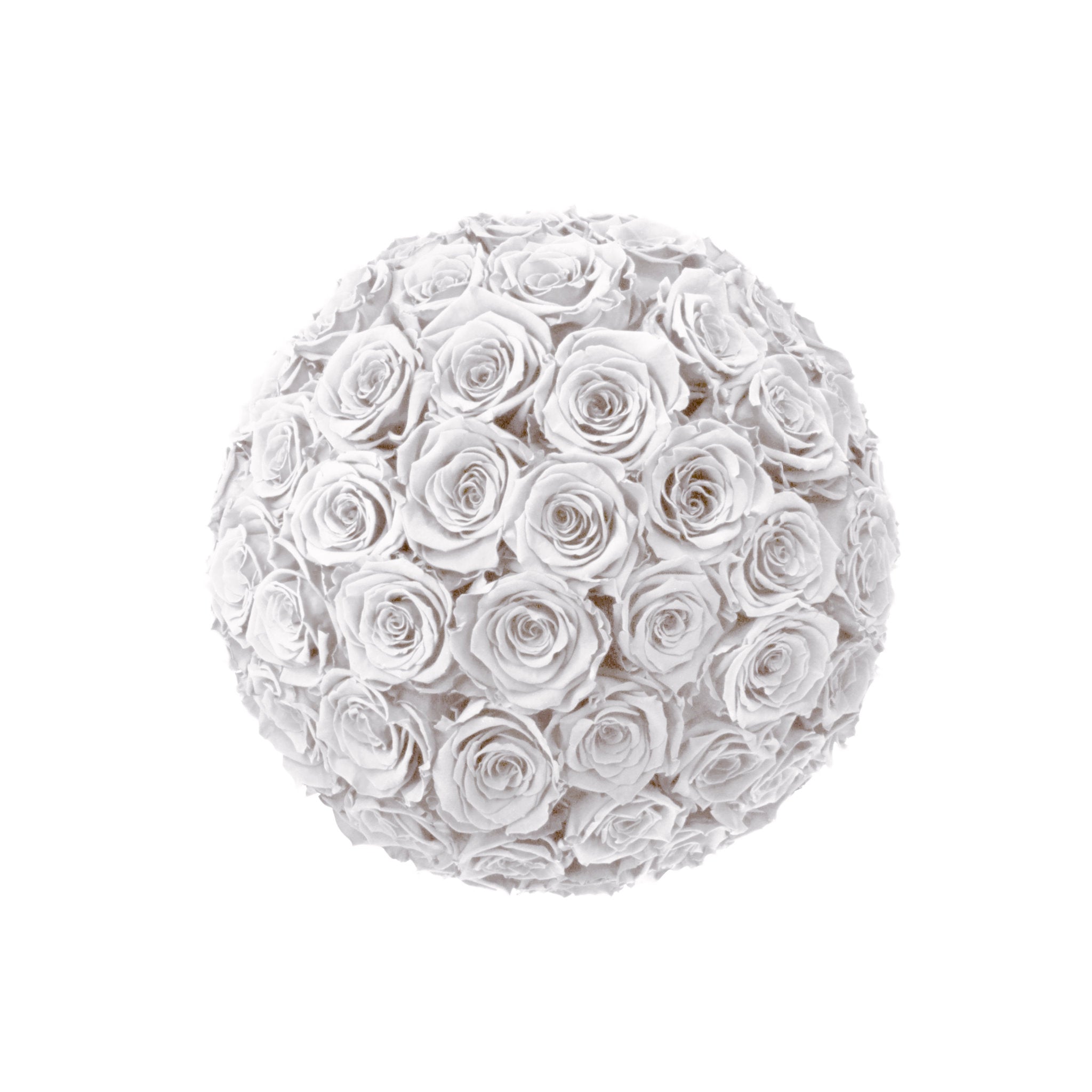 White rose ball on a white background