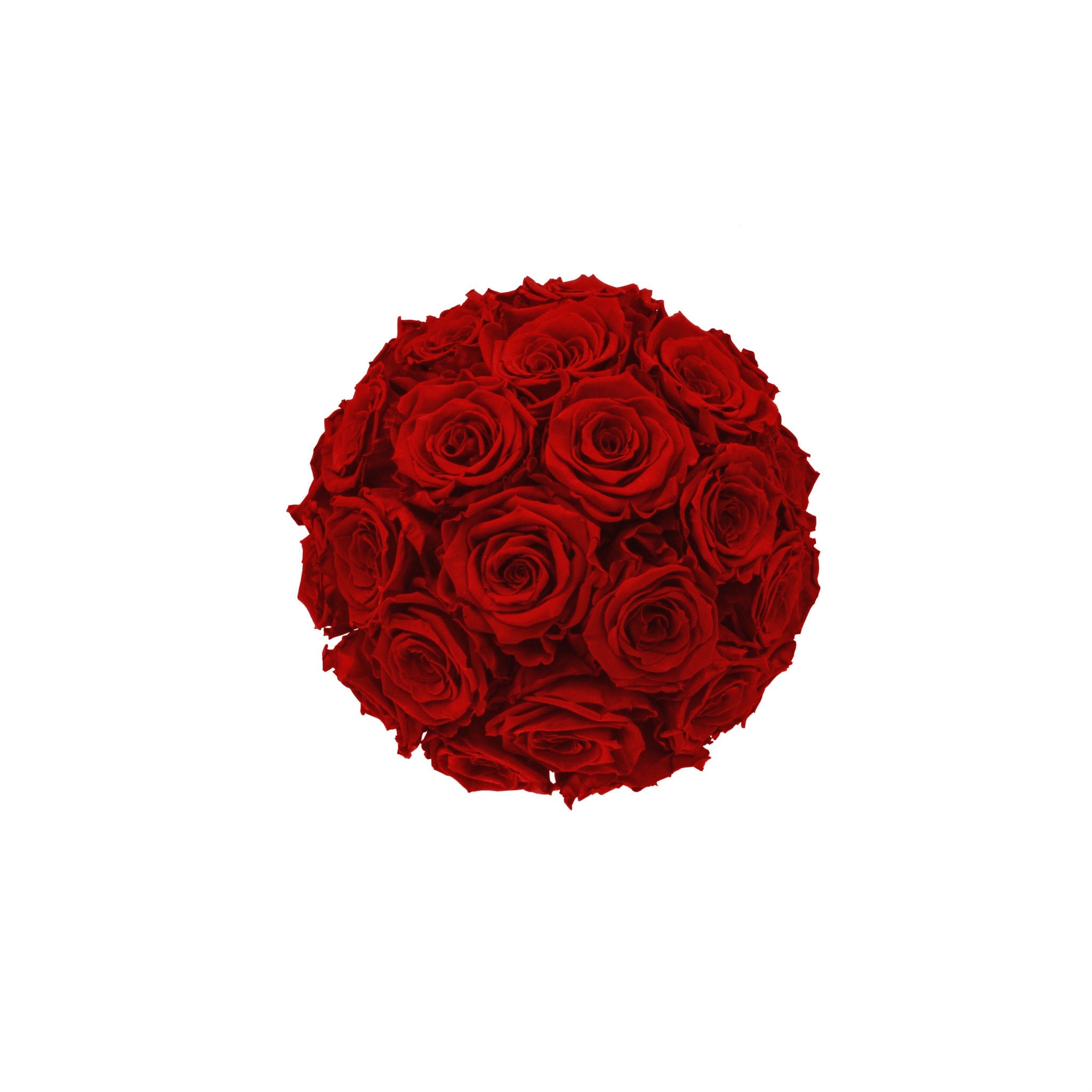 Bouquet of red roses on a white background