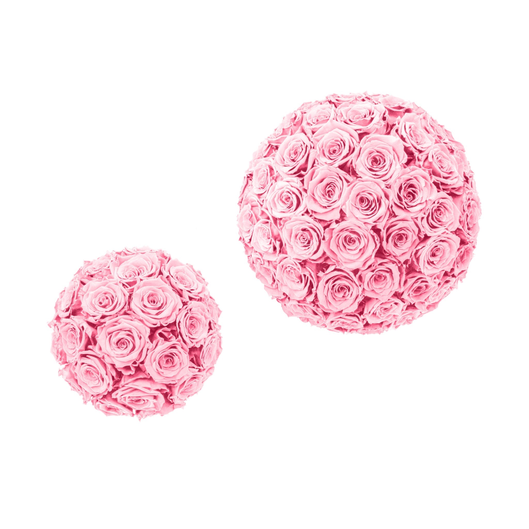 Two pink rose balls on a white background