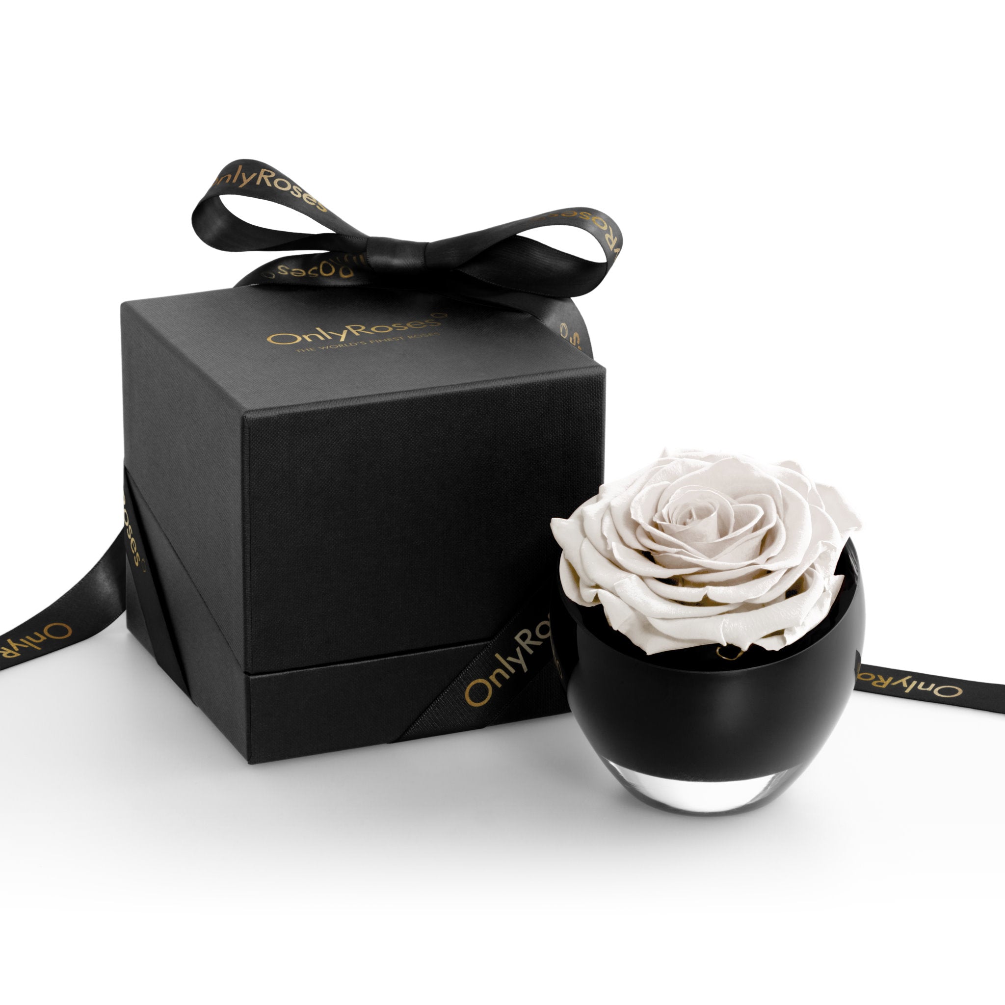 White rose in a black container with a matching box, both featuring 'Only Roses' branding.
