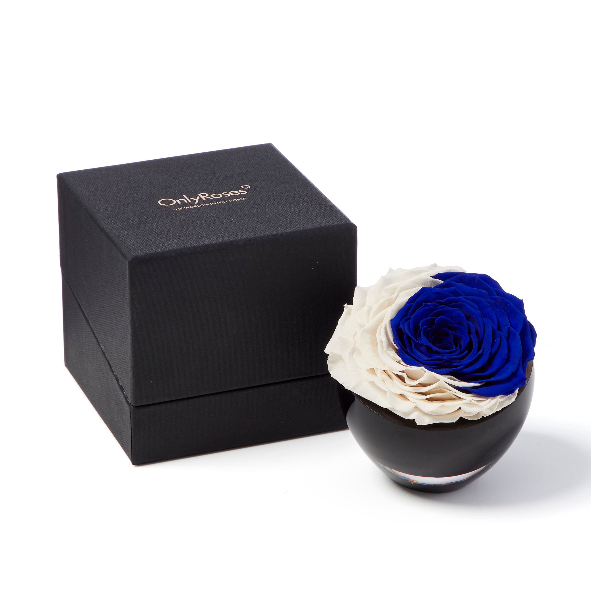Black box with 'Only Roses' branding next to a black vase containing a blue and white rose on a white background