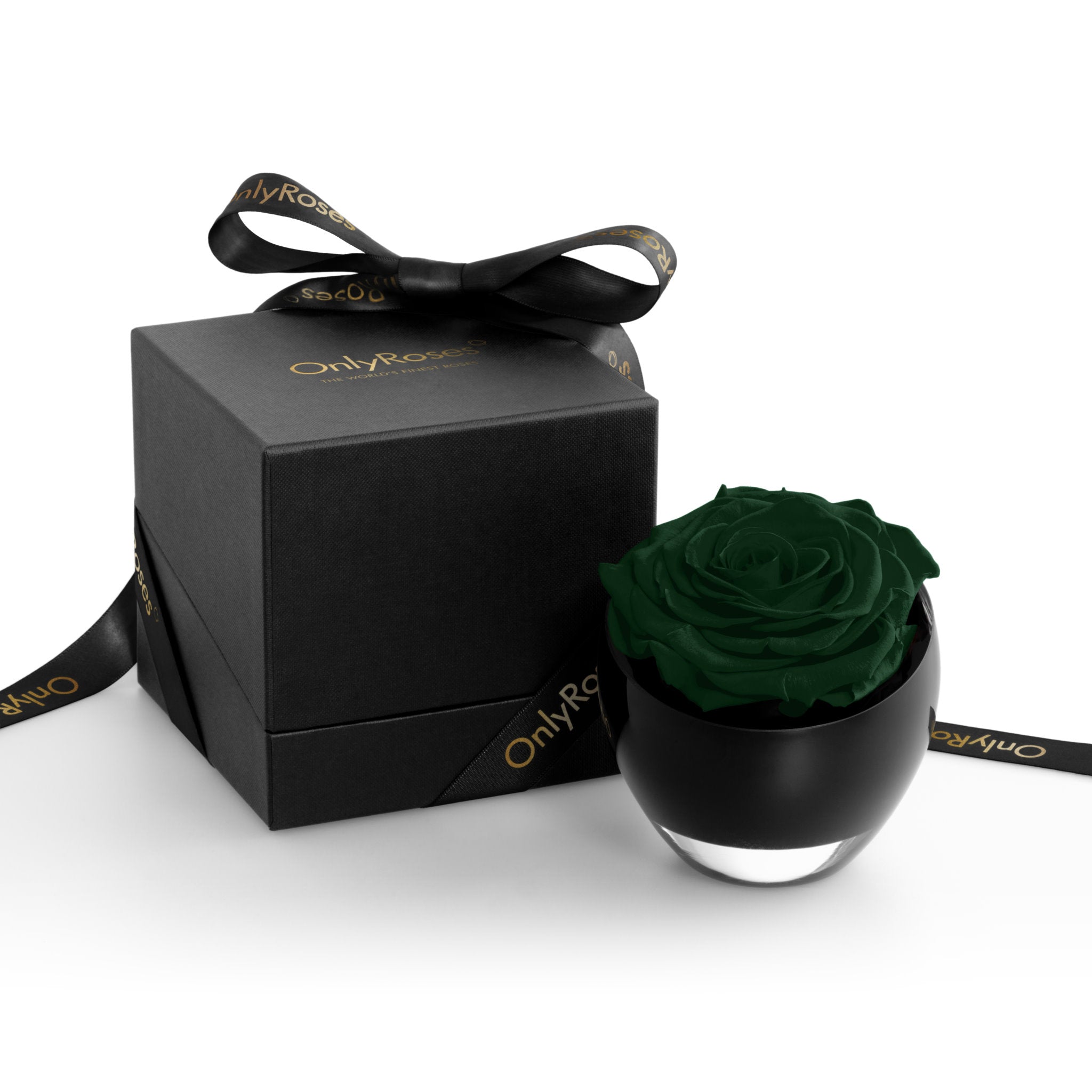 Dark green rose in a black container with a matching box on a white background