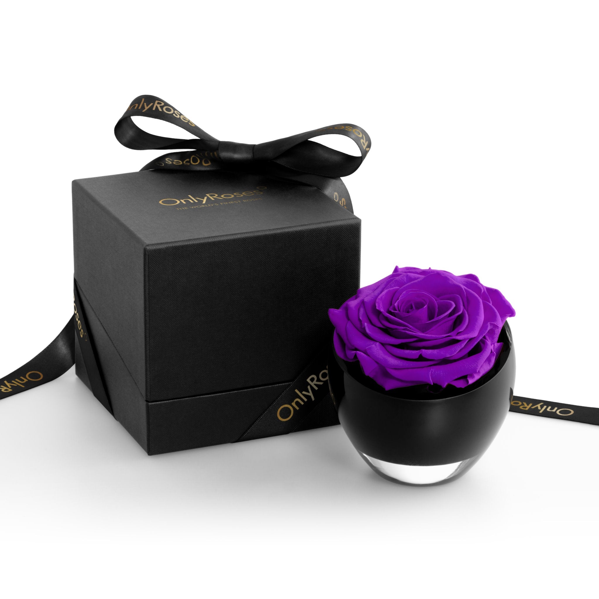 Purple rose in a black container with a matching black box on a white background