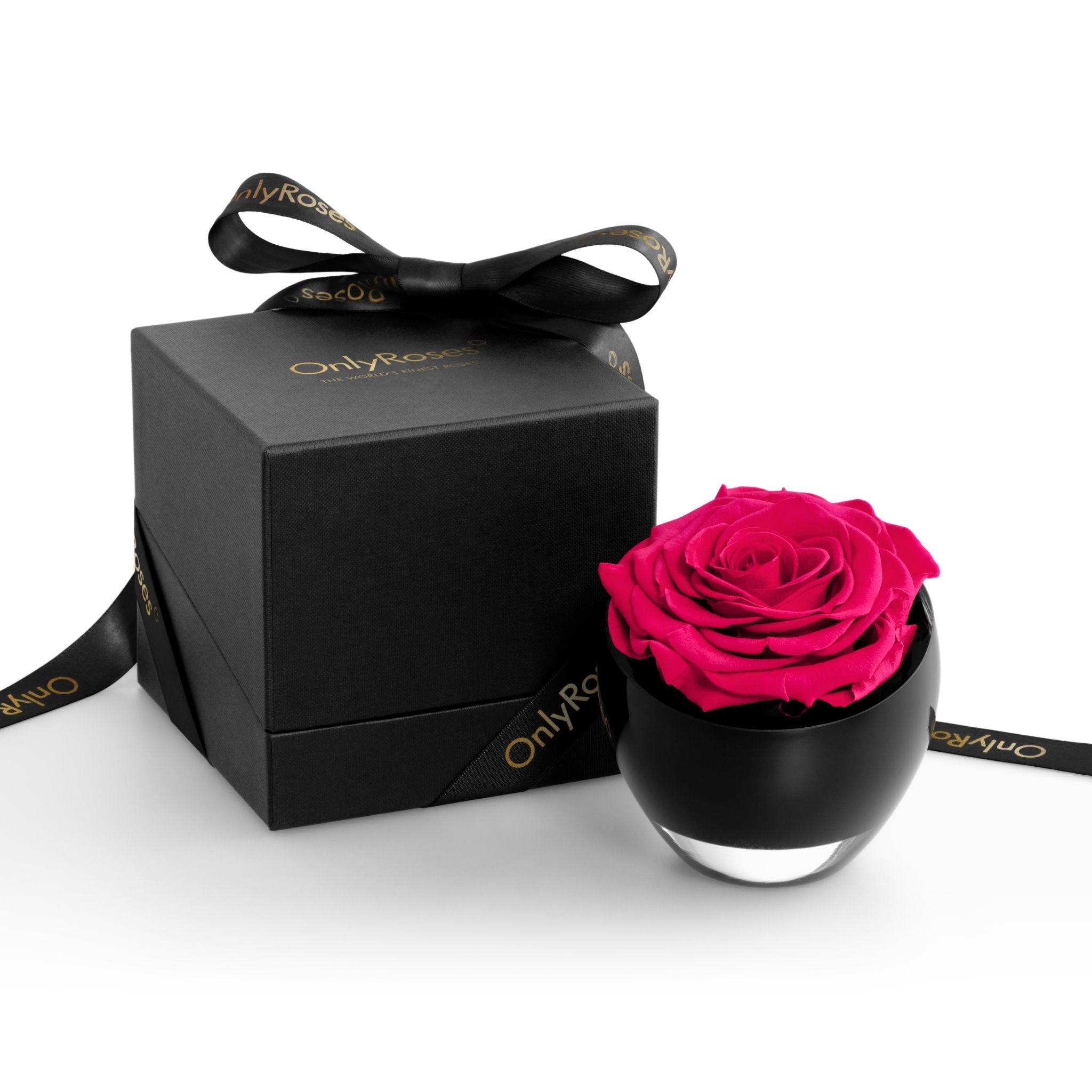 Pink rose in a black container with a matching black box on a white background