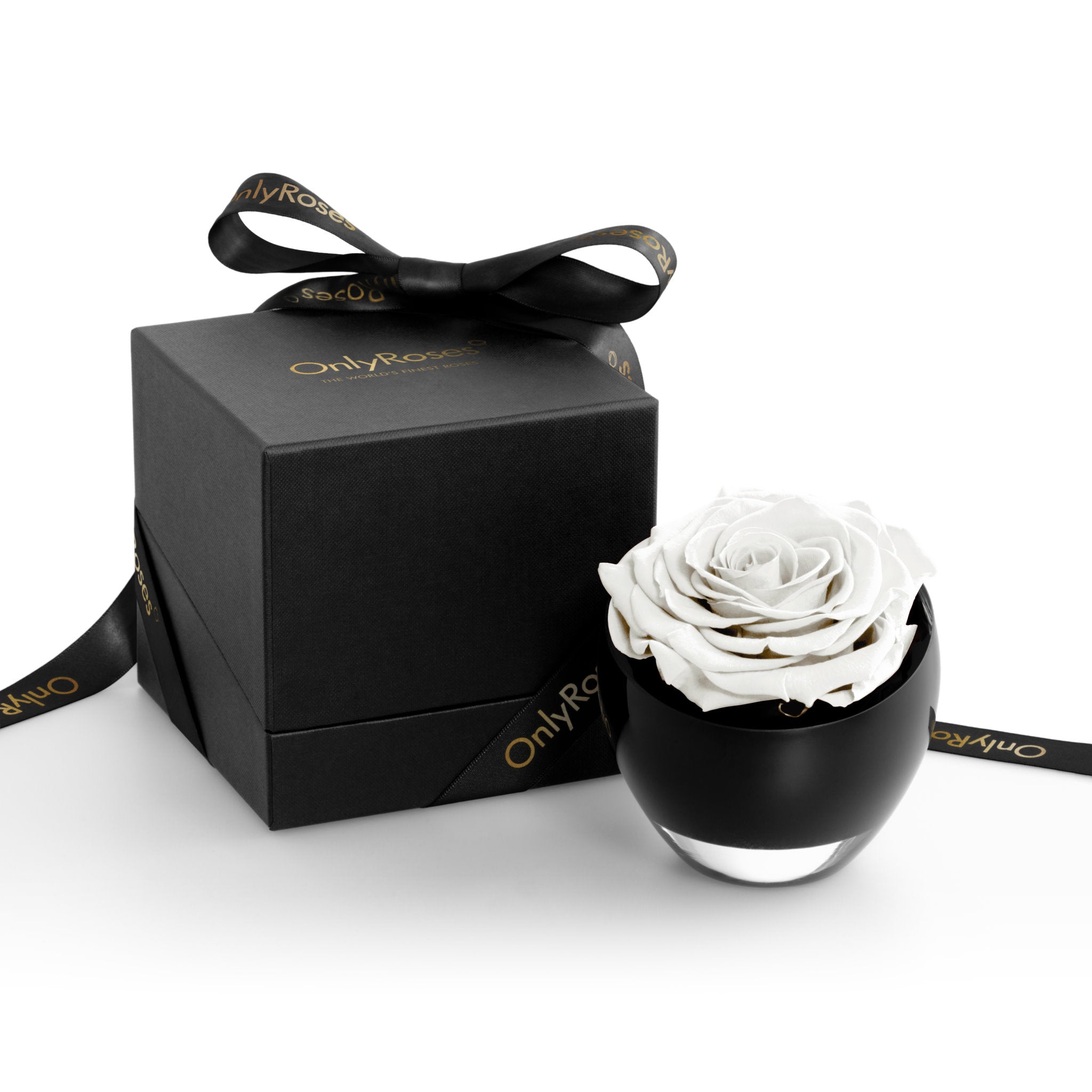 White rose in a black container with a matching box on a white background