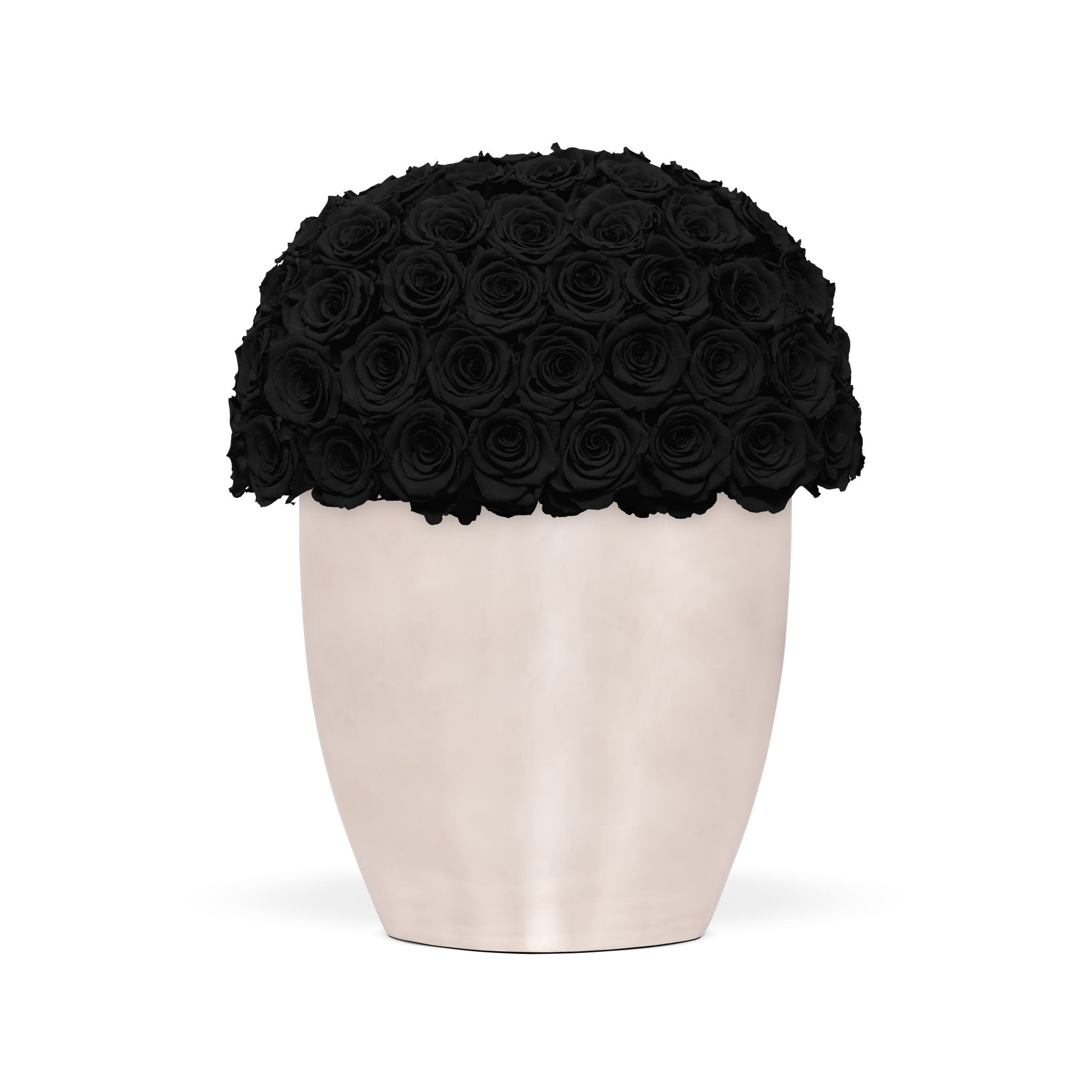 White vase with black roses on a white background