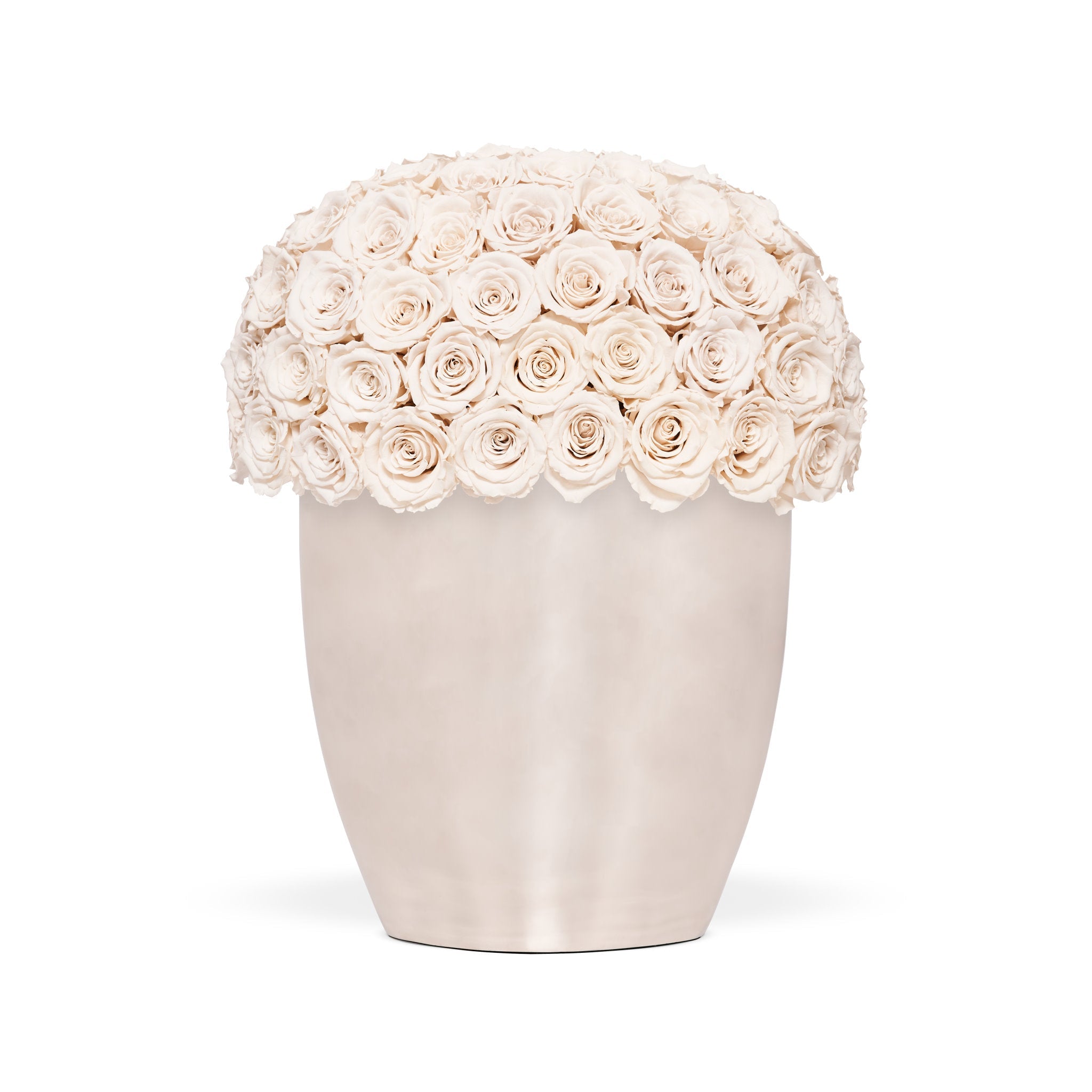 White vase filled with white roses on a white background