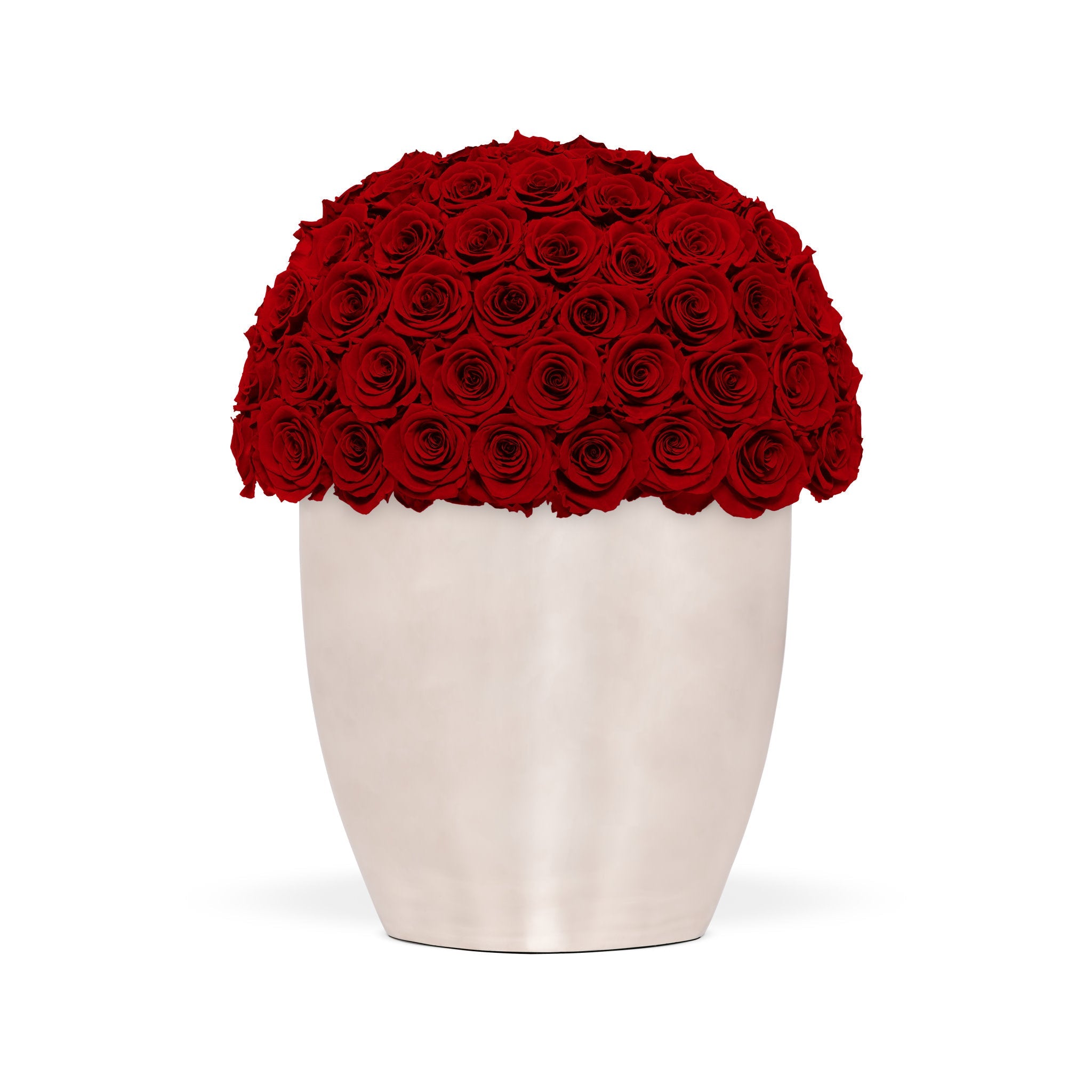 White vase filled with red roses on a white background