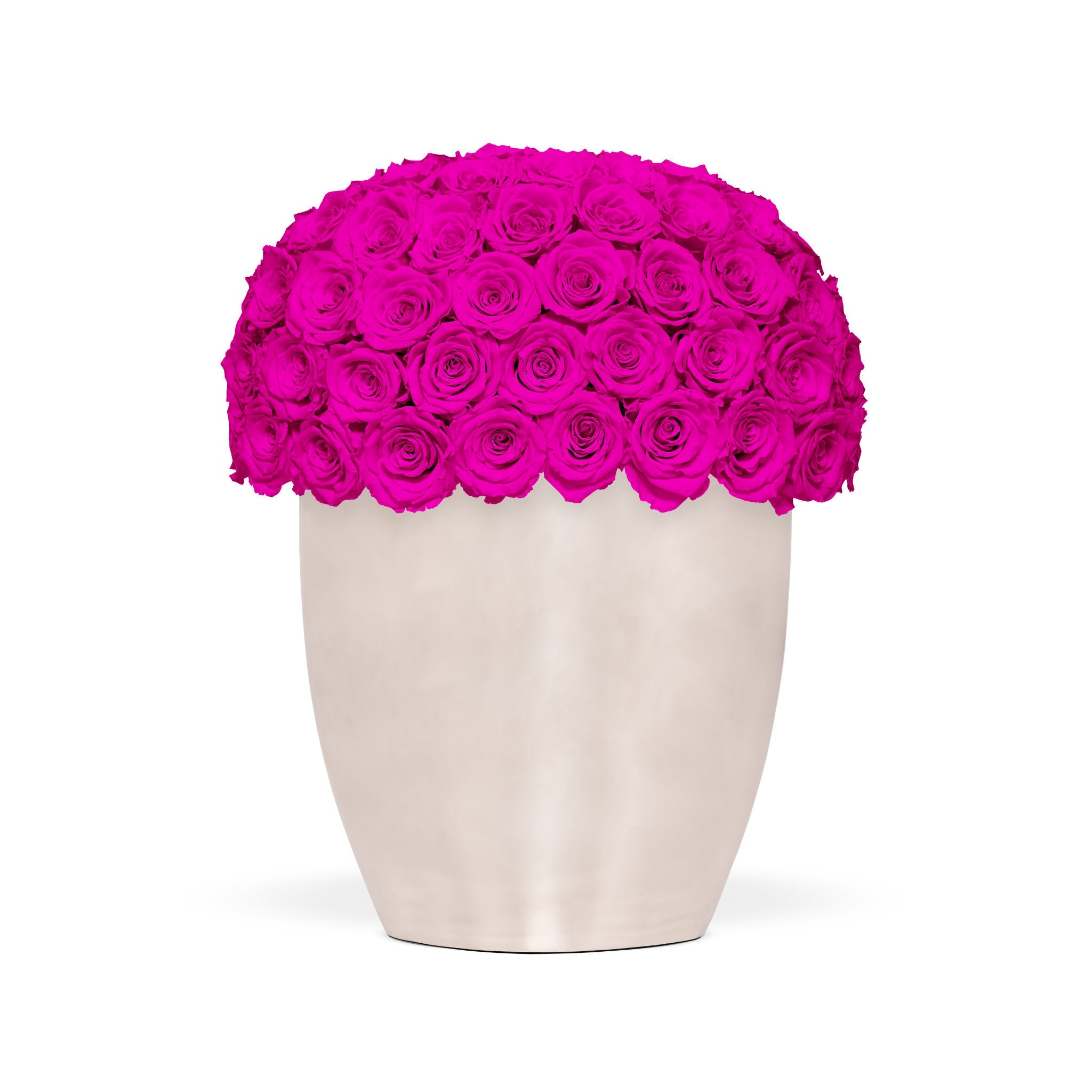 White vase filled with bright pink roses on a white background
