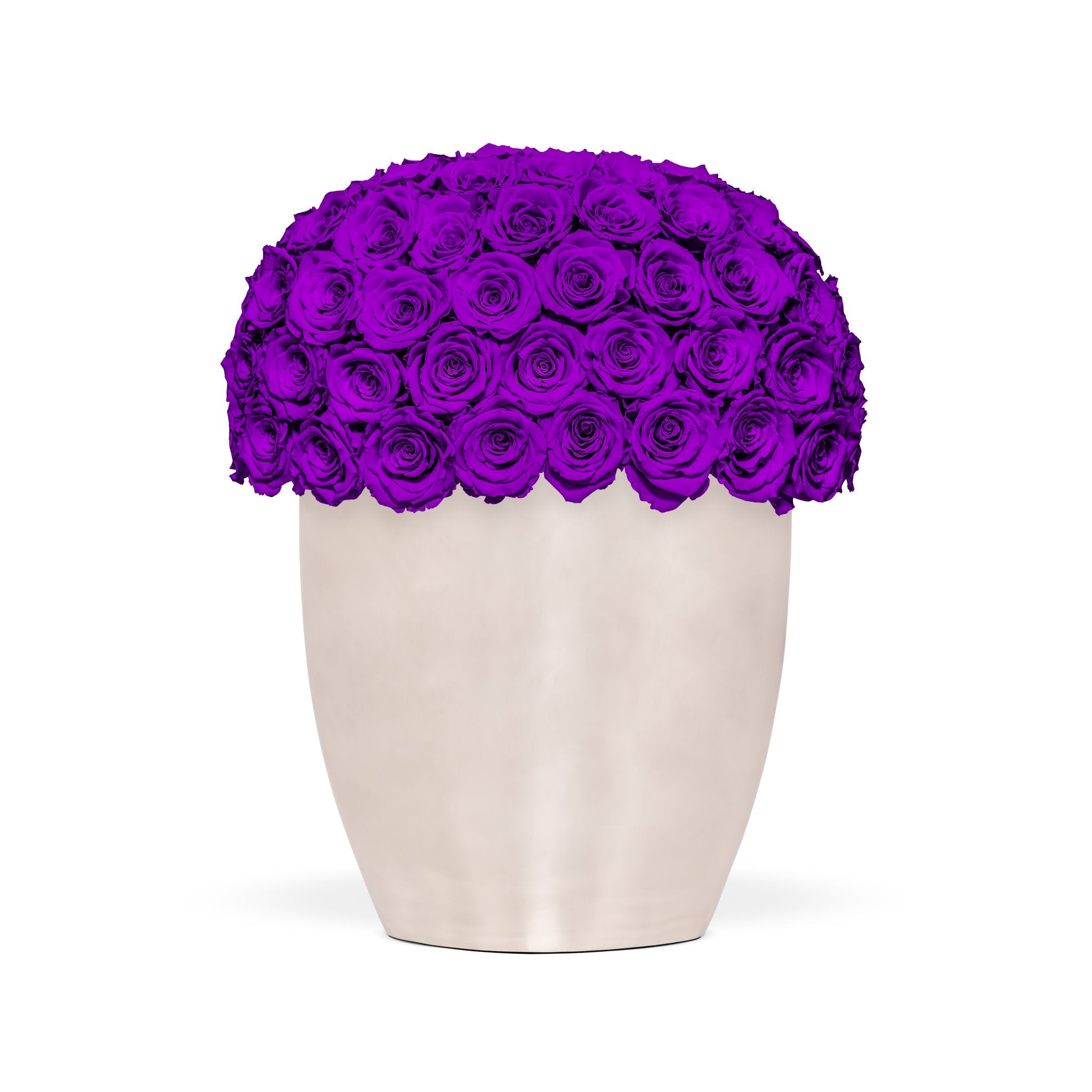 White vase with purple roses on a white background