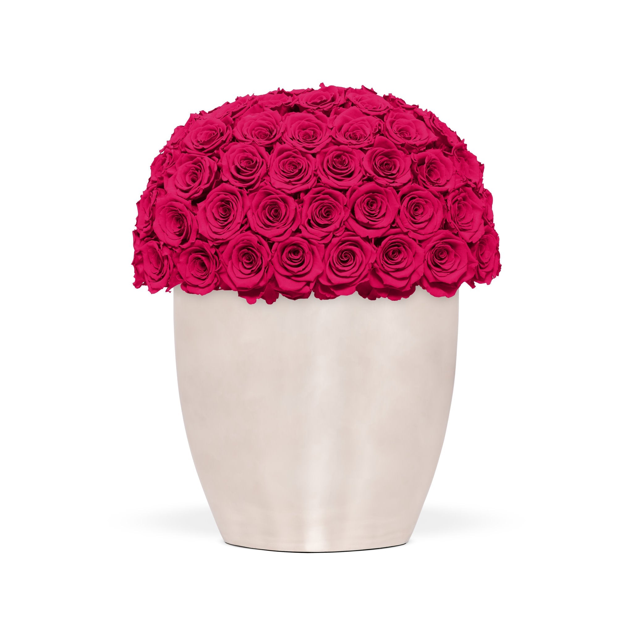 White vase filled with bright pink roses on a white background