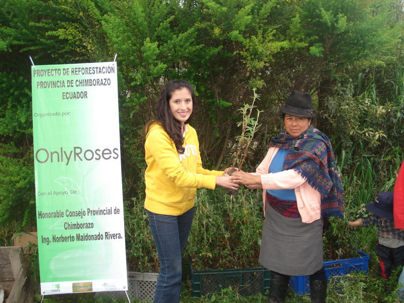 The Sustainable Rose: Luxury That Lasts
