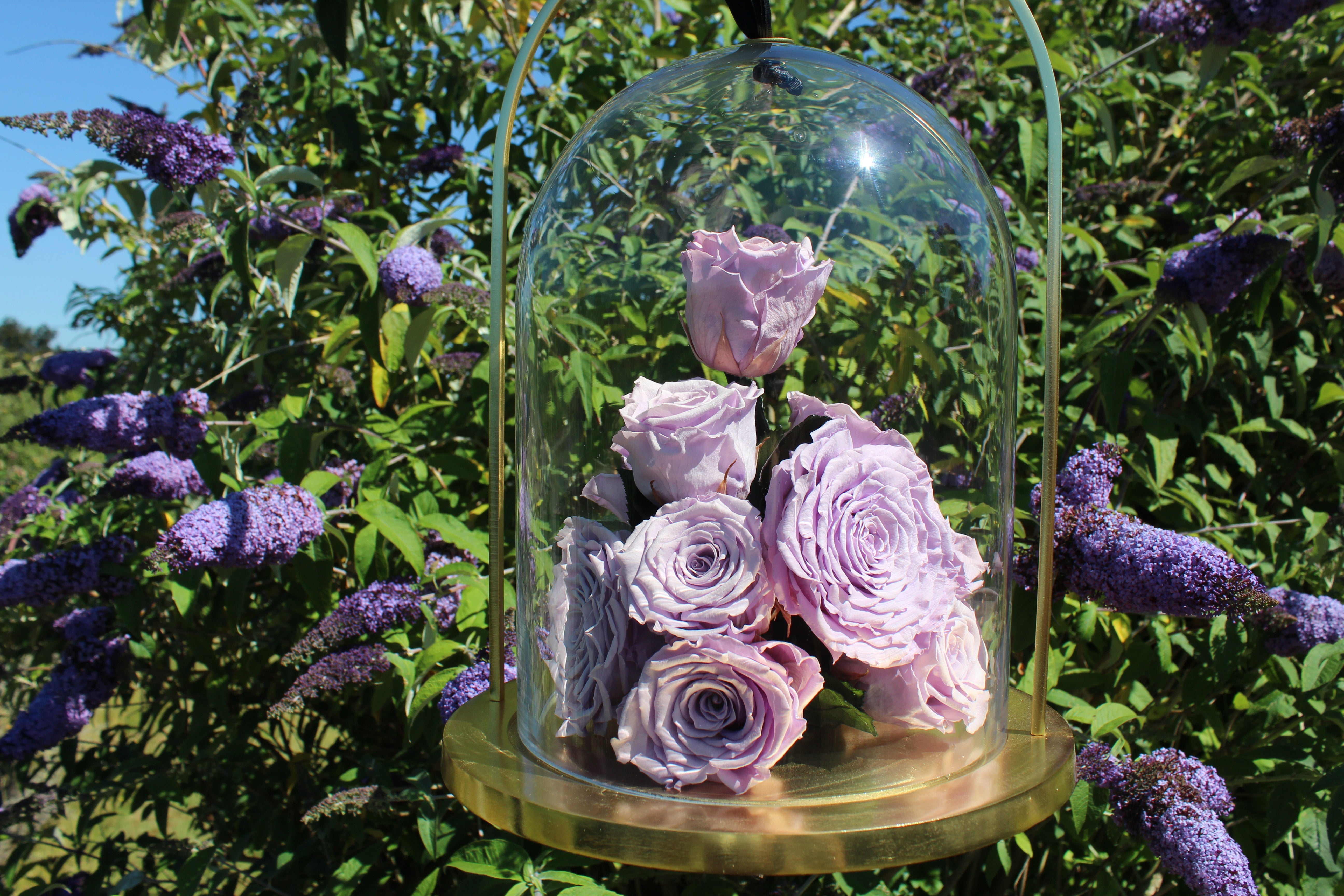 What Are Infinite Roses®? The Rose, Paused at Its Peak