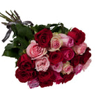 Bouquet of red and pink roses with green leaves on a white background