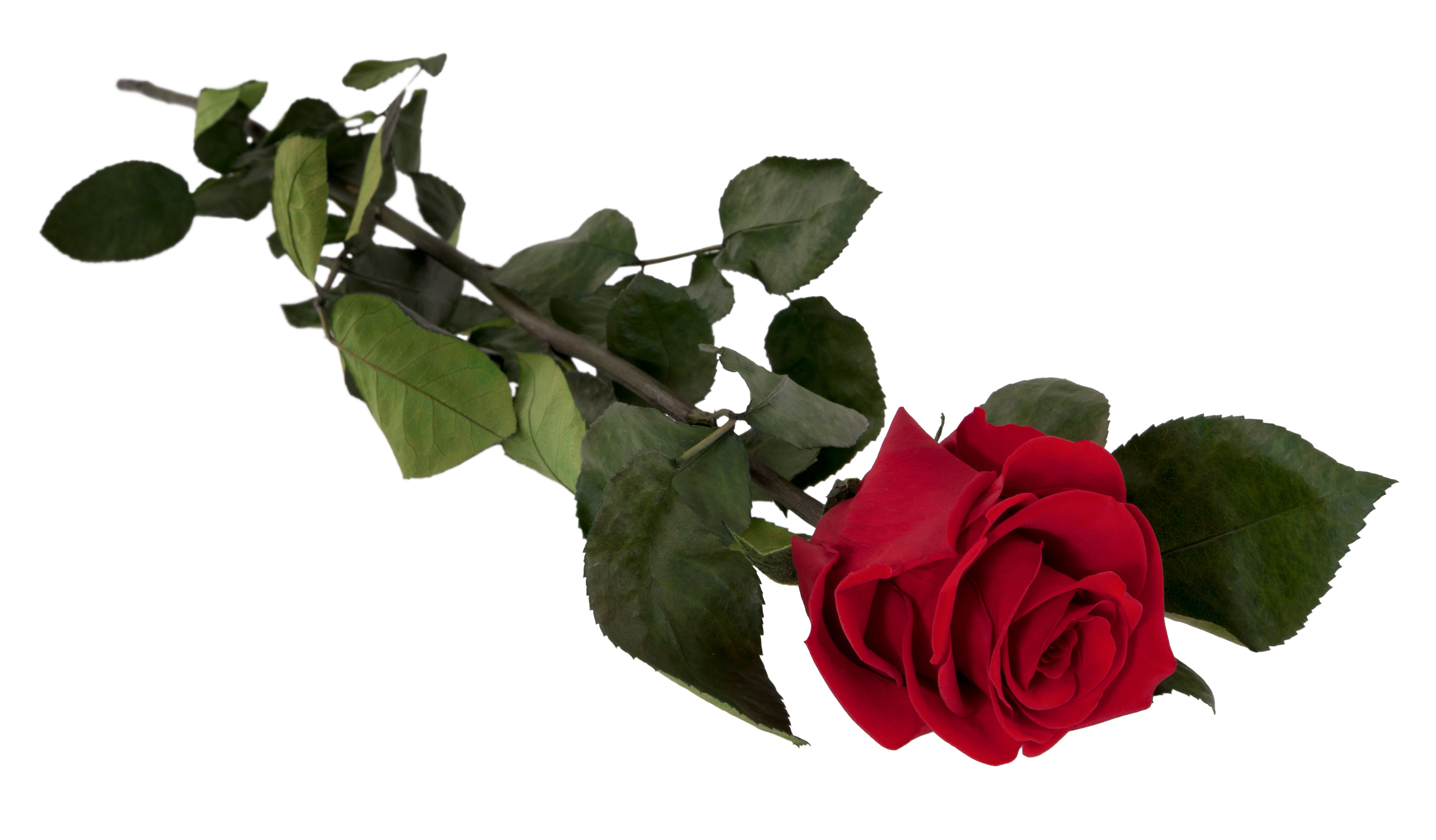 Red rose with green leaves on a white background
