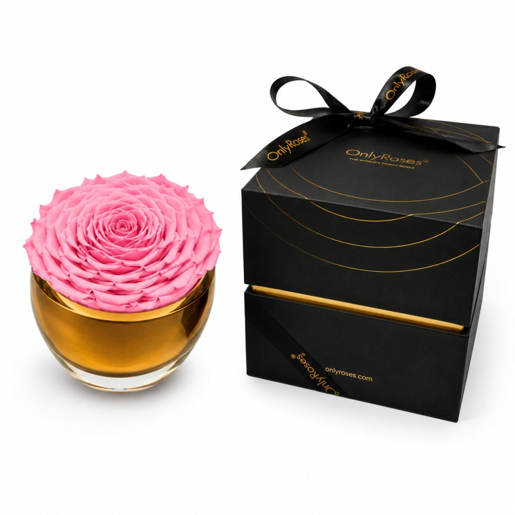 Pink rose in a glass with a black box labeled 'OnlyRoses' on a white background