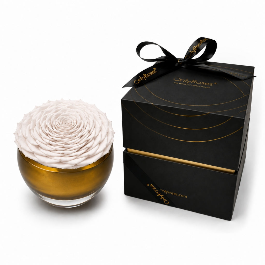 White rose in a glass bowl with a black gift box featuring a bow, on a white background.