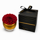 Red rose in a gold container with a black box on a white background