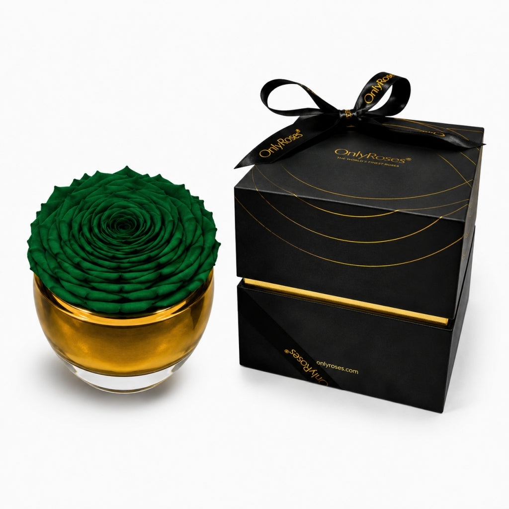 Green rose in a gold container with a matching black box on a white background