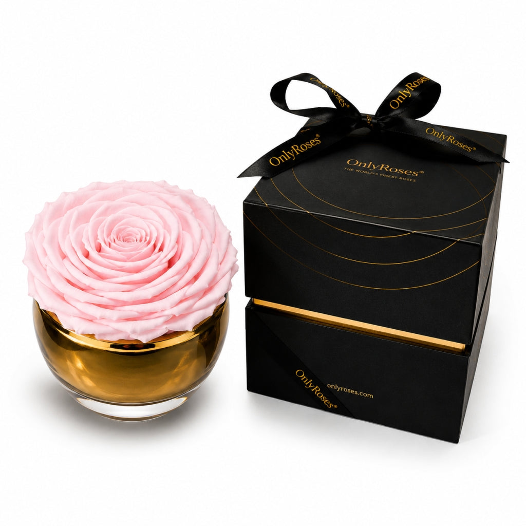 Pink rose in a glass container with a black box labeled 'Only Roses' on a white background