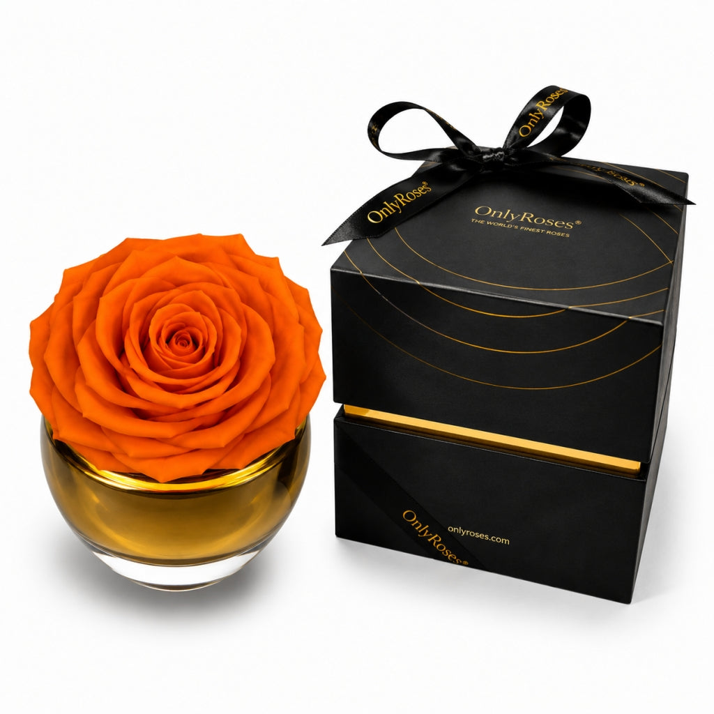 Orange rose in a glass vase next to a black gift box with 'Only Roses' branding.
