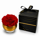 Red rose in a gold vase with a black box labeled 'OnlyRoses' on a white background