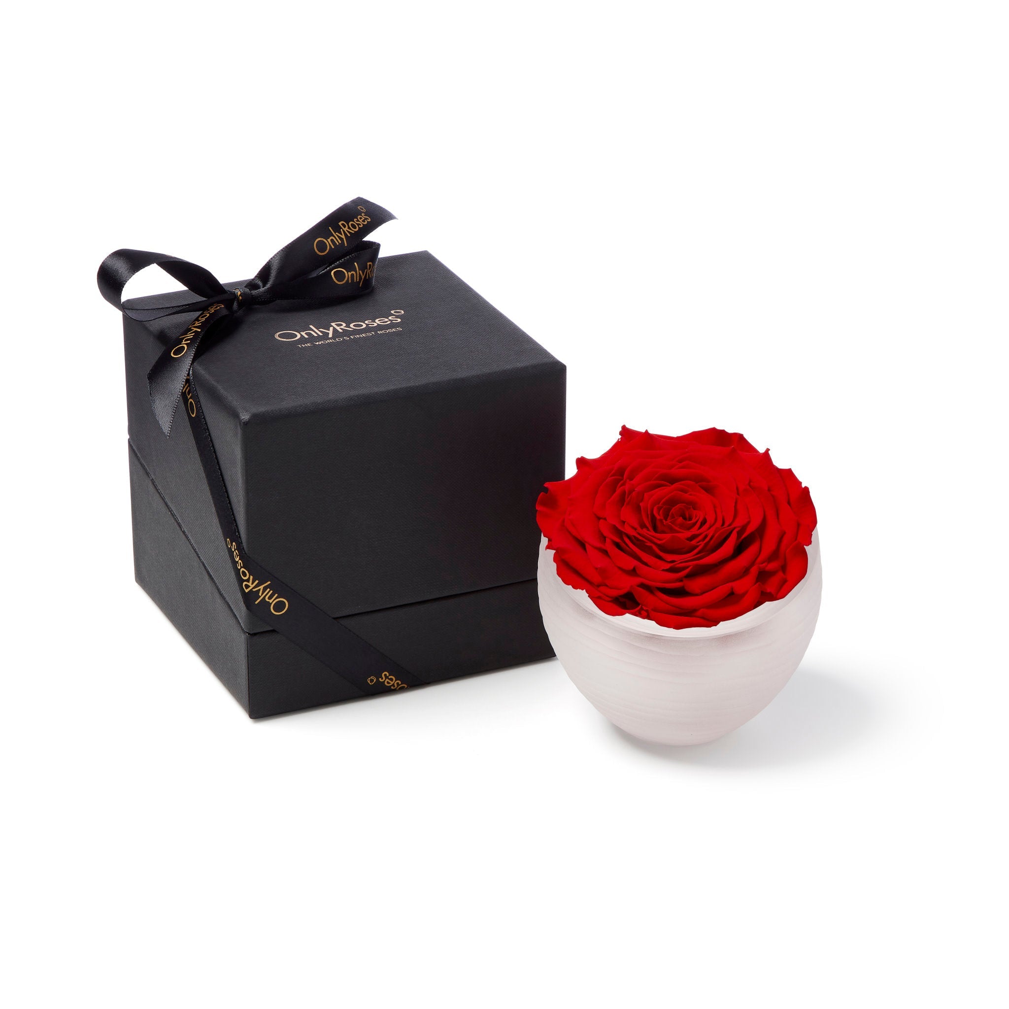Red rose in a white bowl next to a black gift box with 'Only Roses' branding on a white background