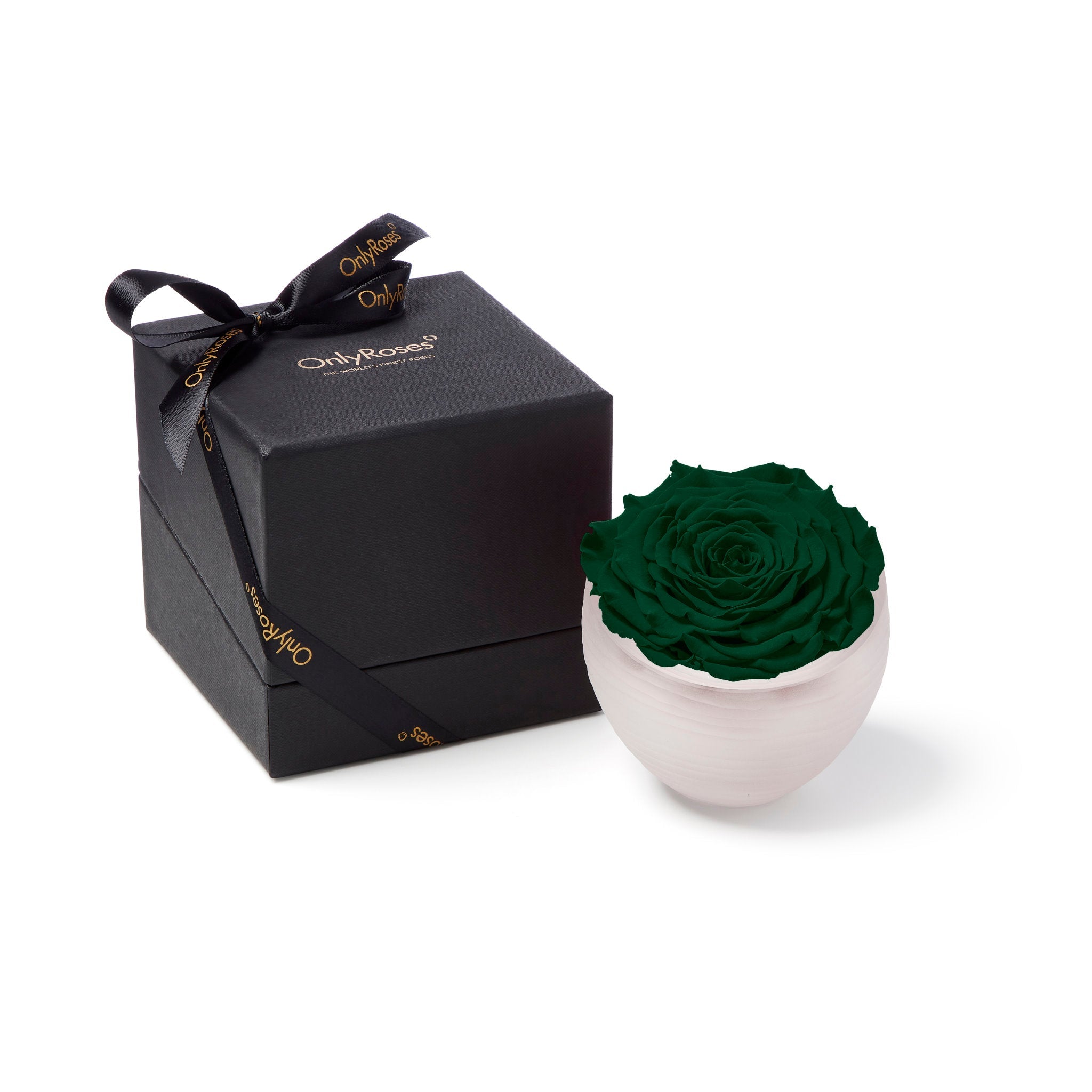 Dark green rose in a white vase with a black box featuring 'Only Roses' branding on a white background.