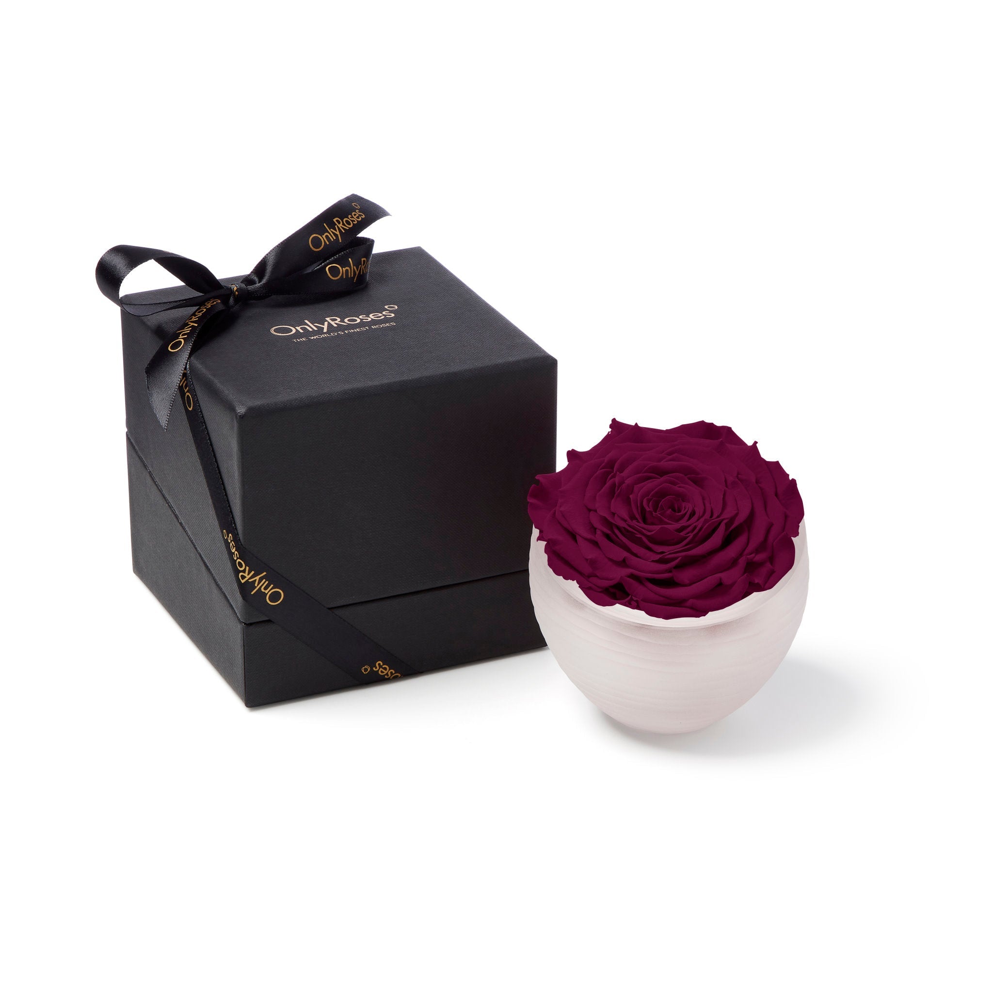 Purple rose in a white bowl with a black box featuring 'Only Roses' branding on a white background.