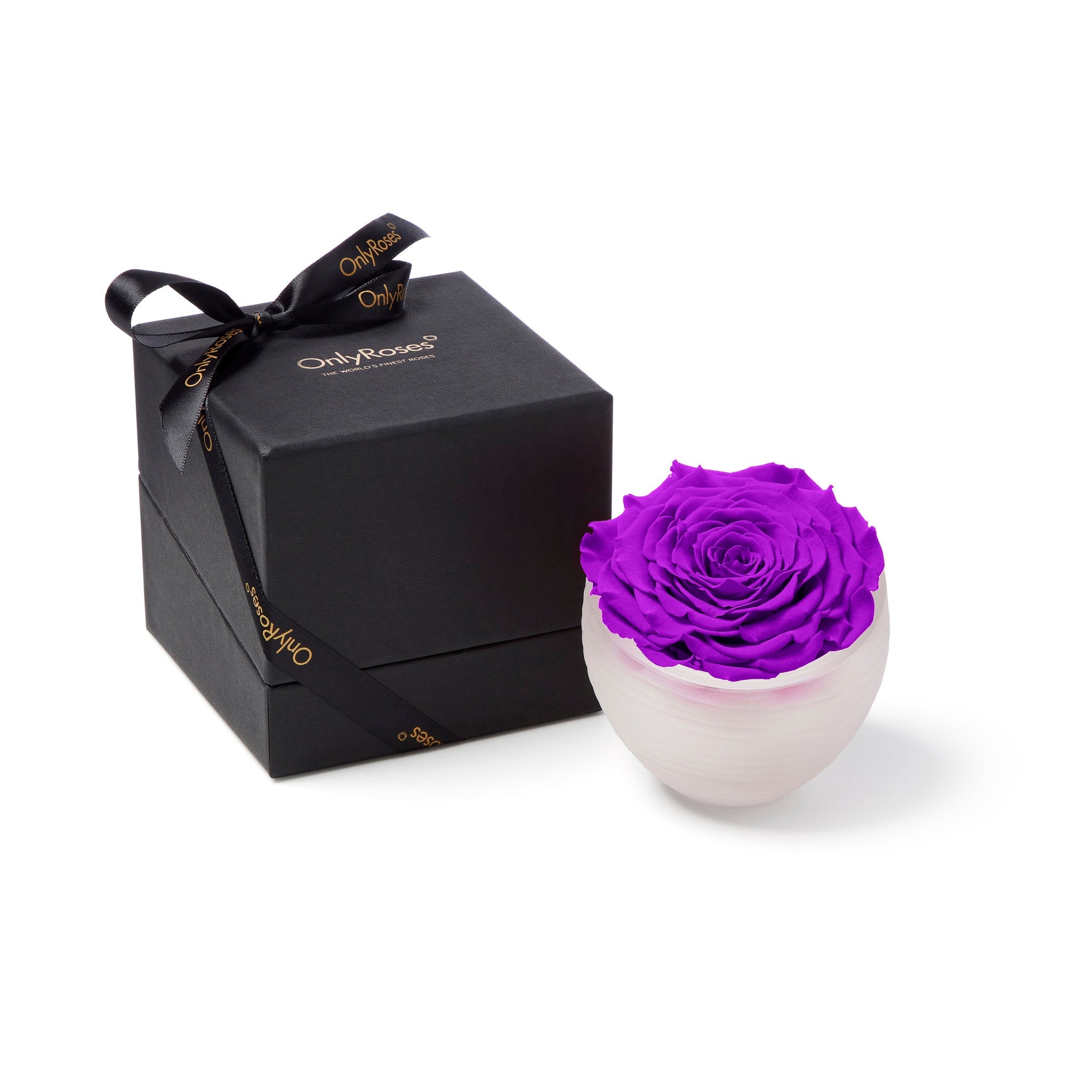 Purple rose in a white vase with a black gift box featuring 'Only Roses' branding on a white background.