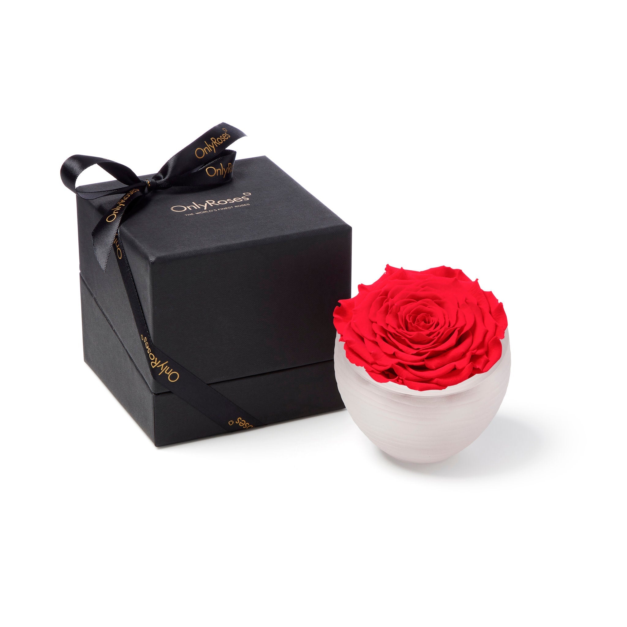 Red rose in a white bowl next to a black gift box with a bow on a white background