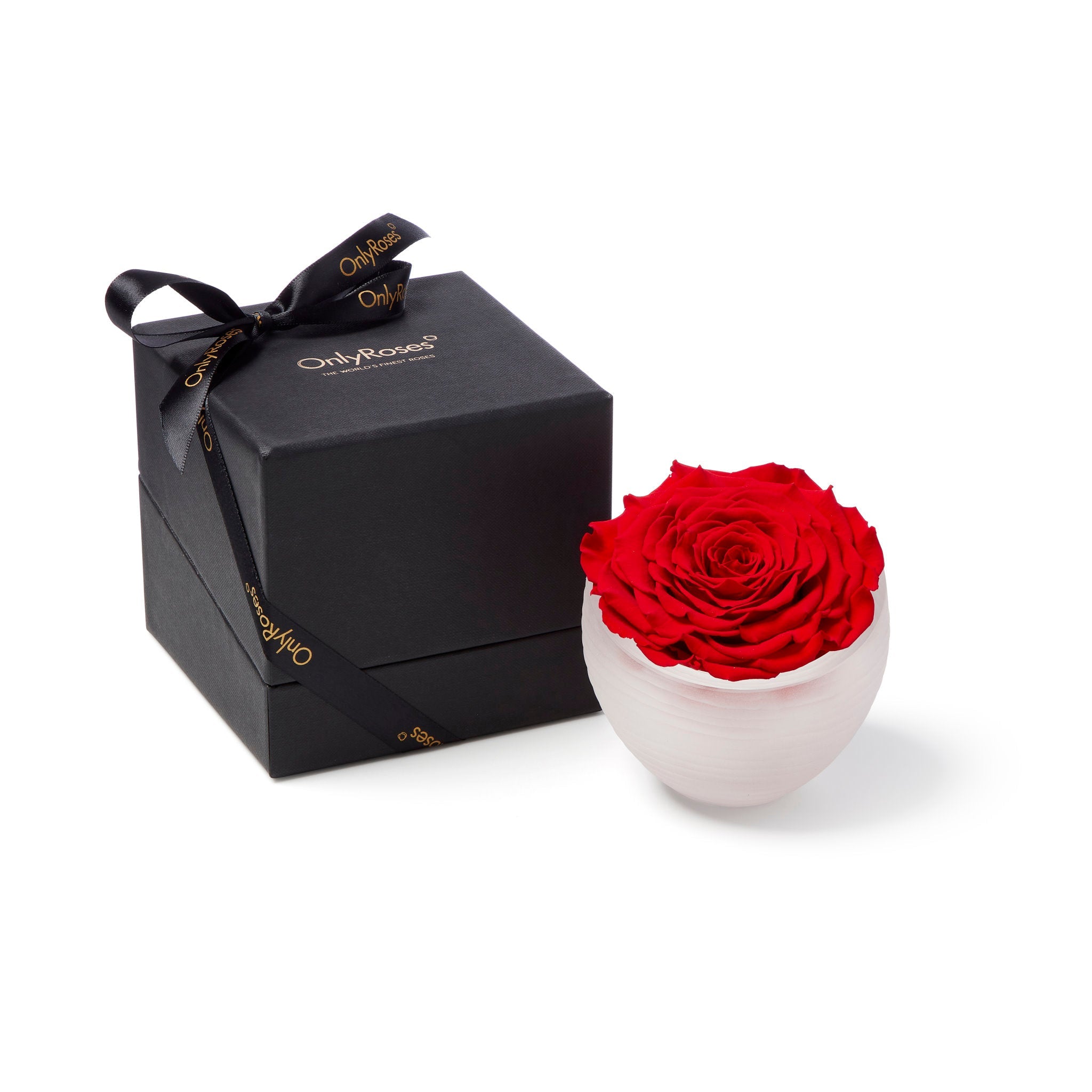 Red rose in a white bowl with a black box featuring 'Only Roses' branding on a white background.