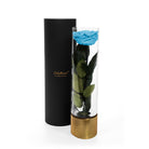 Blue rose in a transparent vase with gold base and black cylindrical container on a white background