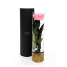 Pink rose in a glass tube with a black cylindrical container on a white background