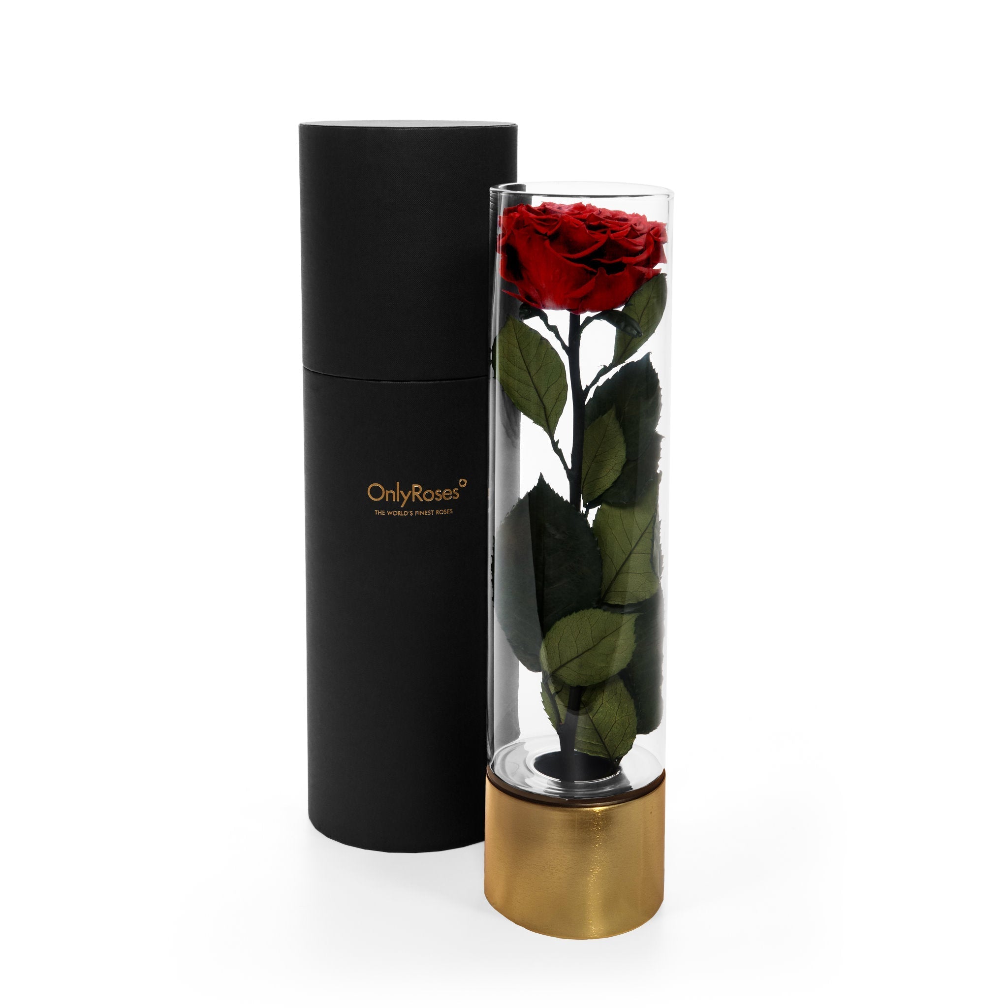 Red rose in a clear cylindrical holder with gold base next to a black cylindrical container on a white background