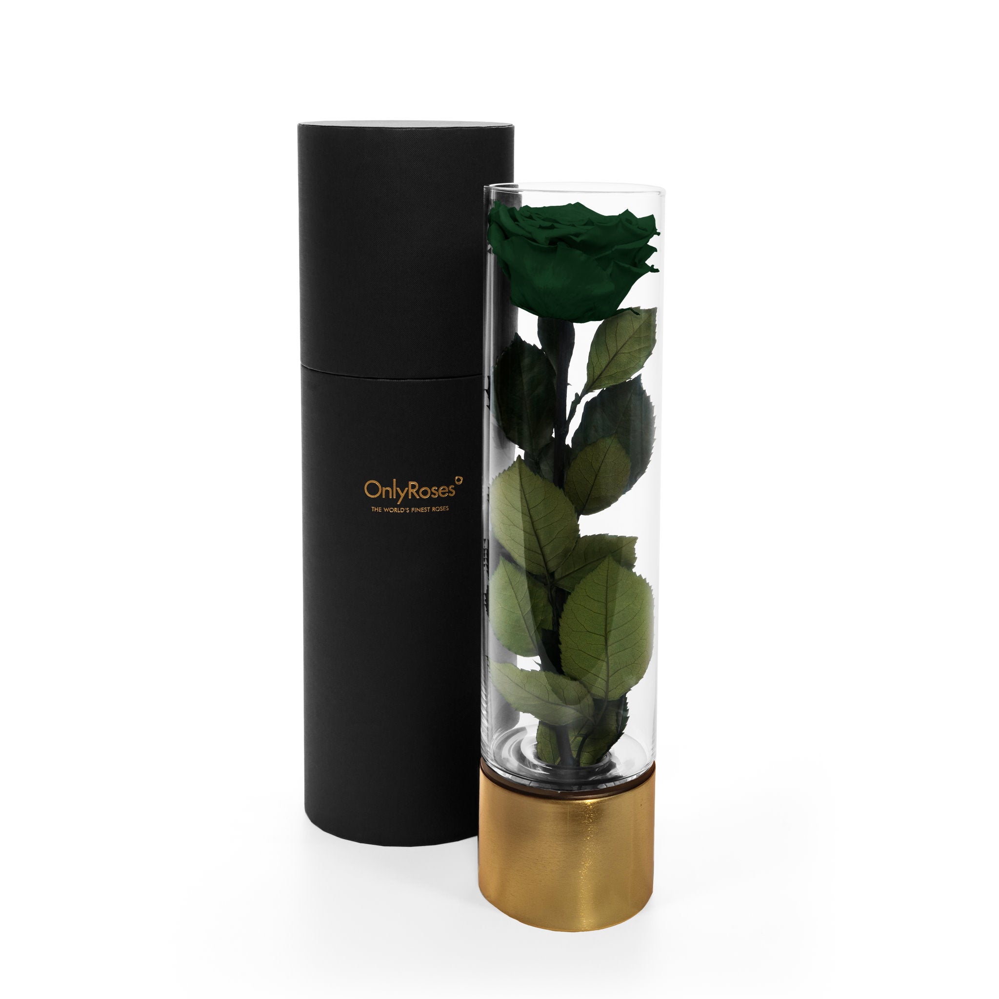 Black cylindrical container with gold base holding a preserved green rose on a white background