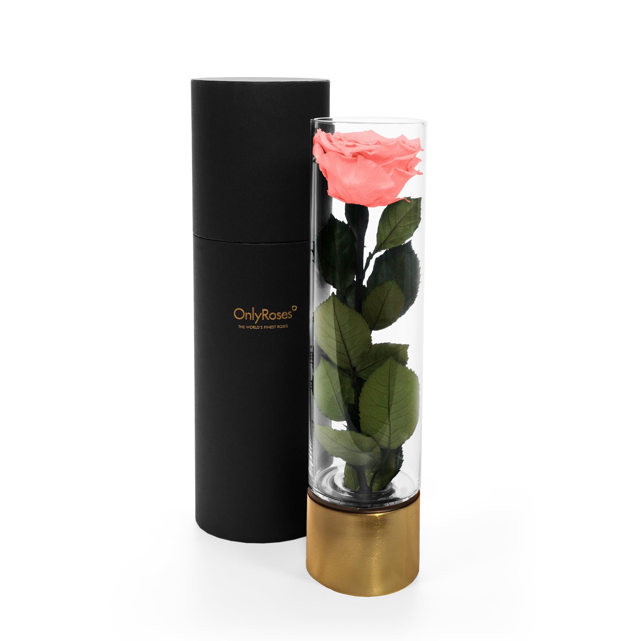 Pink rose in a glass cylinder with a black and gold container on a white background
