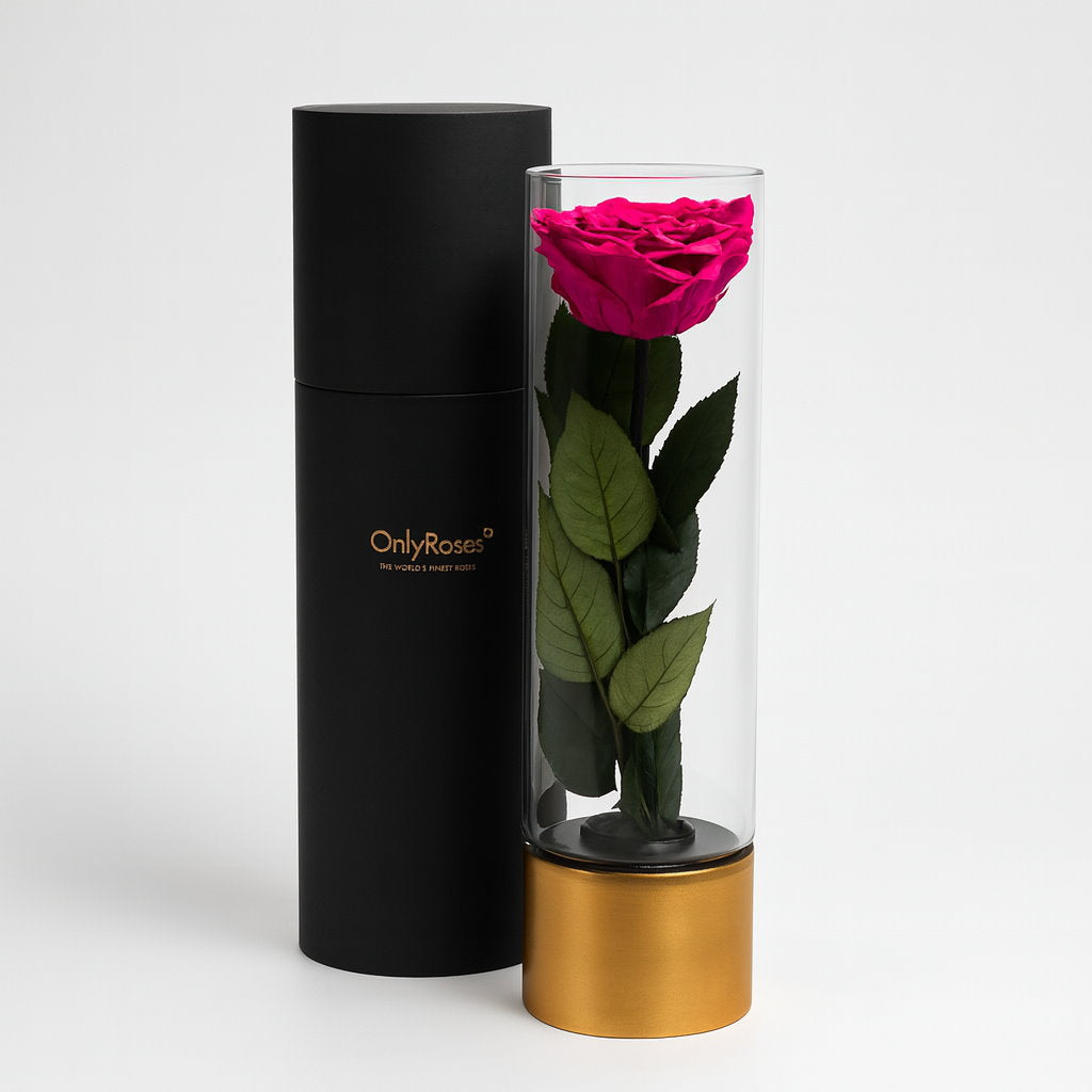 Pink rose in a clear cylindrical vase with gold base and black container on a white background