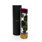 Eternal rose in a glass cylinder with a black and gold container on a white background