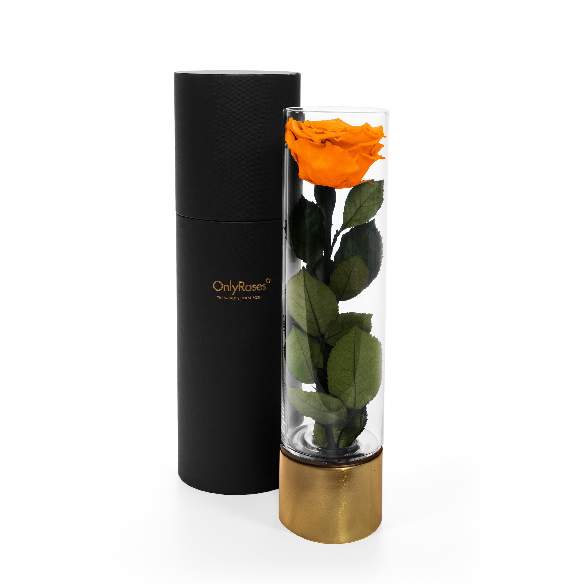 Orange rose in a clear cylindrical vase with gold base and black container on a white background