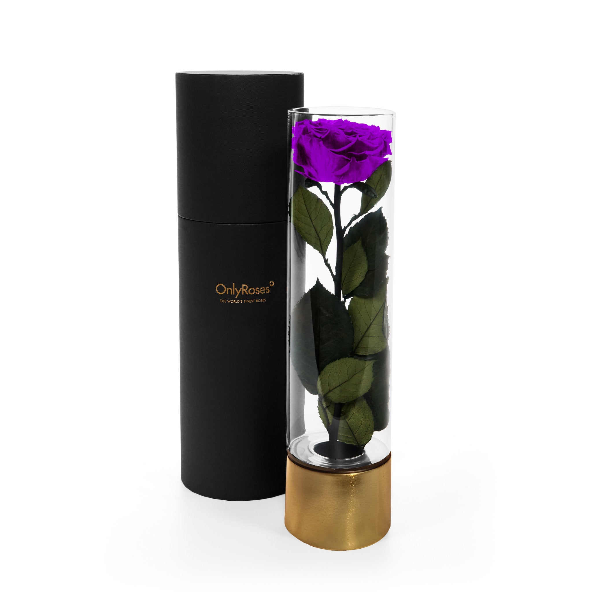 Purple rose in a clear cylindrical holder with gold base next to a black cylindrical container on a white background