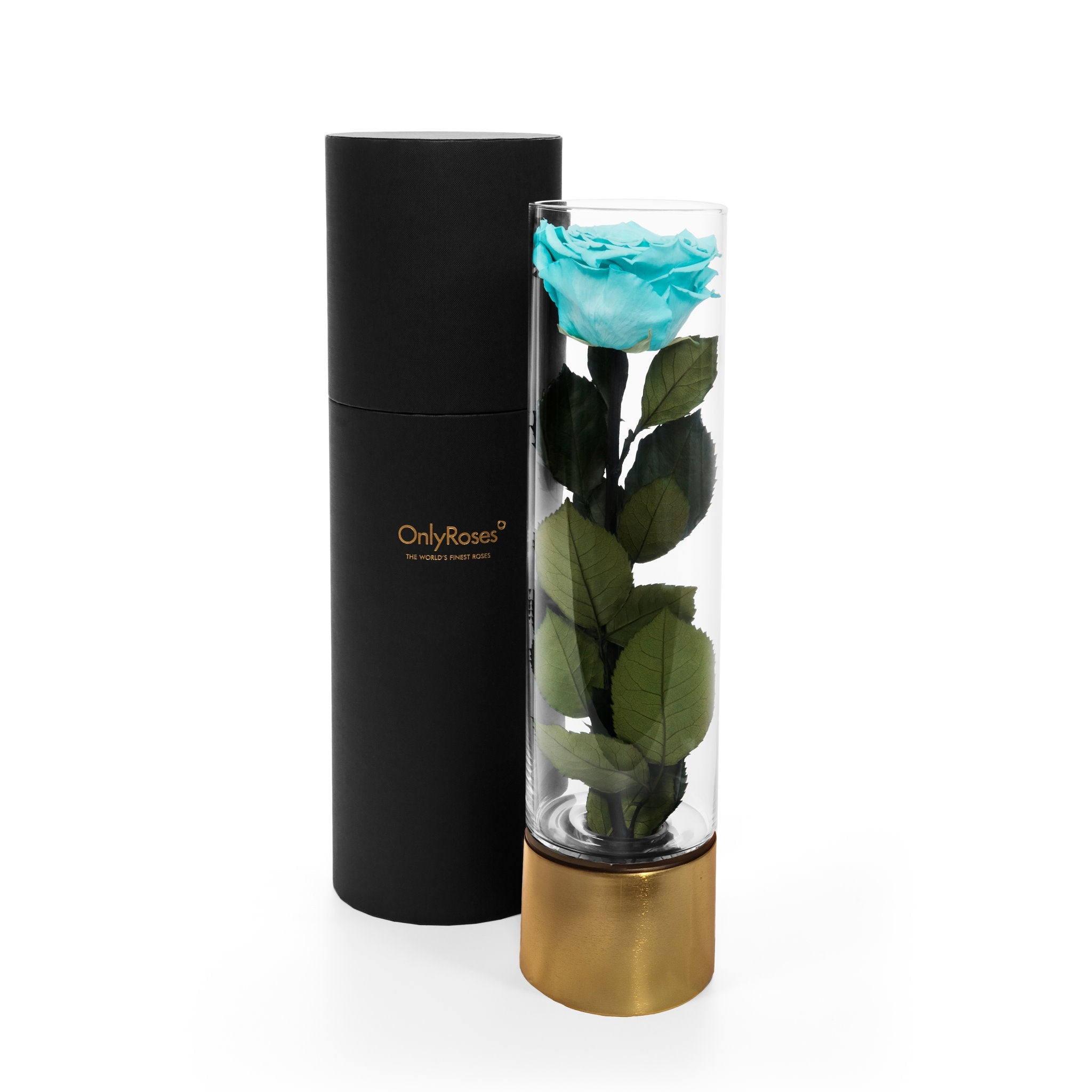 Turquoise rose in a clear vase with gold base and black cylindrical container on a white background