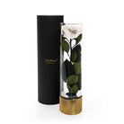 Black cylindrical container with gold base holding a preserved white rose and green leaves on a white background.