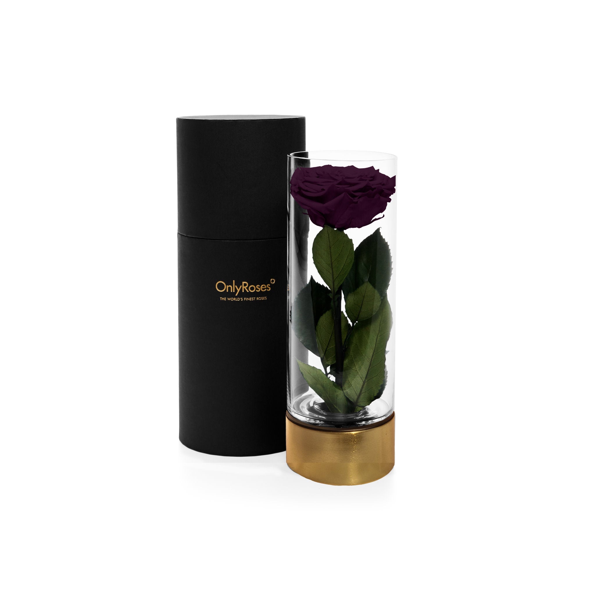 Black cylindrical container with a gold base holding a preserved purple rose on a white background