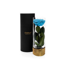 Blue rose in a glass vase with a black cylindrical container on a white background