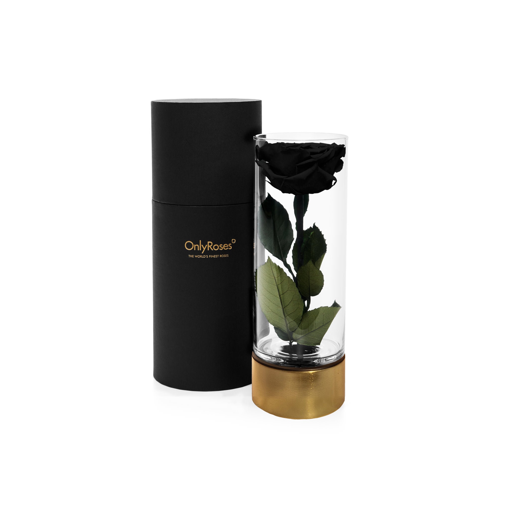 Black rose in a glass container with a gold base next to a black cylindrical box on a white background