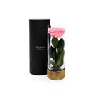 Pink rose in a glass container with a black cylindrical lid on a white background