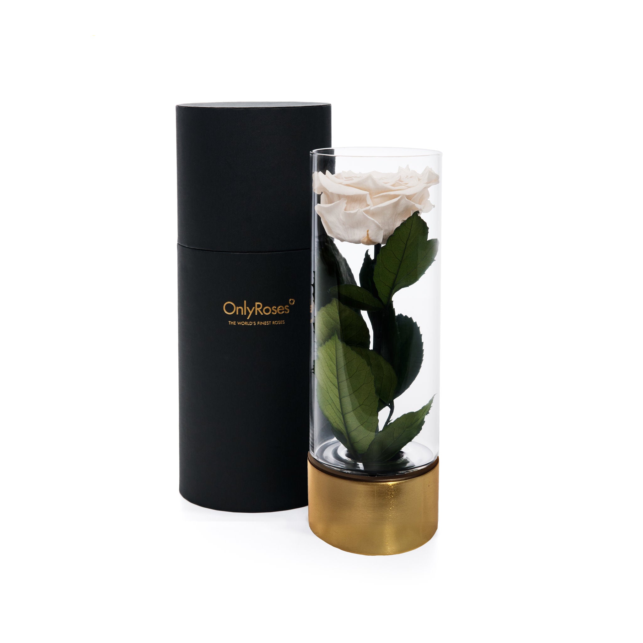 Black cylindrical container with 'OnlyRoses' branding next to a clear vase with a white rose and green leaves on a white background.